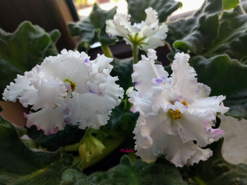  - RS-Diadema planta 2