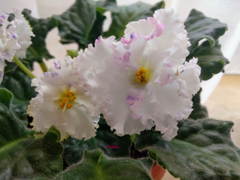  - RS-Diadema planta 2