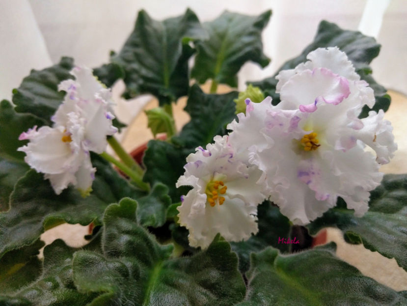  - RS-Diadema planta 2