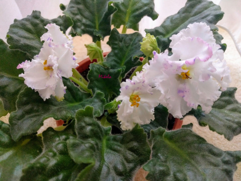  - RS-Diadema planta 2