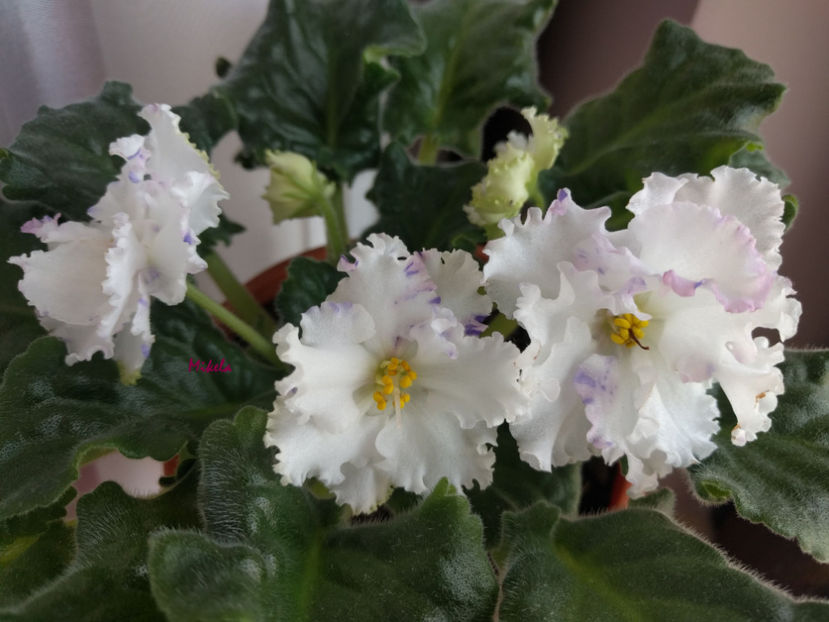  - RS-Diadema planta 2