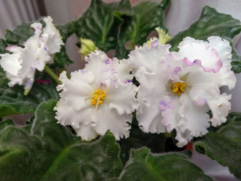  - RS-Diadema planta 2