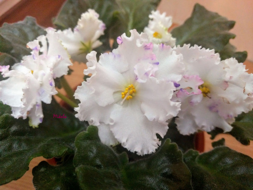  - RS-Diadema planta 2