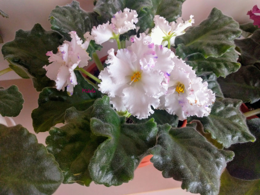  - RS-Diadema planta 2