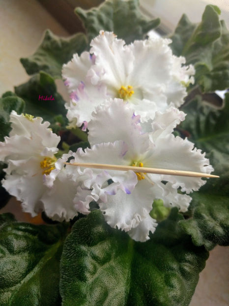  - RS-Diadema planta 2