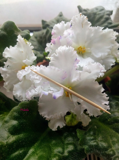  - RS-Diadema planta 2