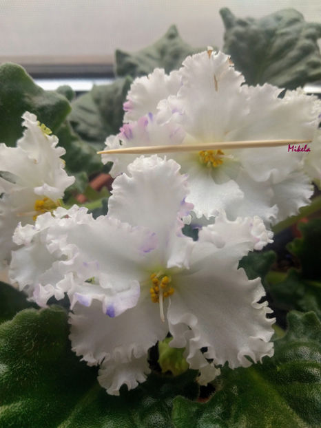  - RS-Diadema planta 2
