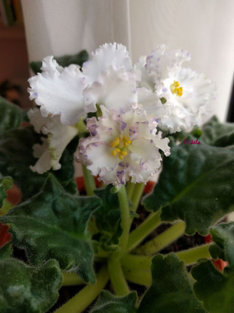  - RS-Diadema planta 2