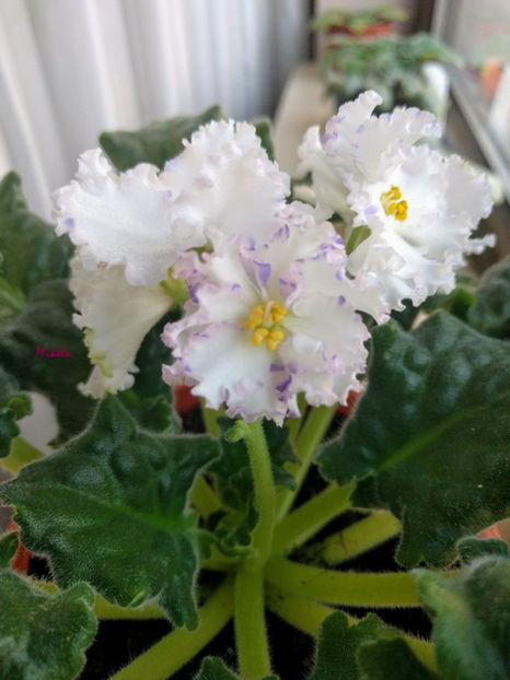  - RS-Diadema planta 2