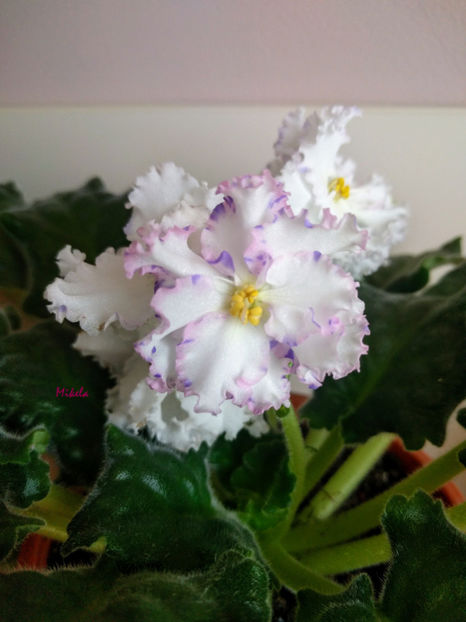  - RS-Diadema planta 2