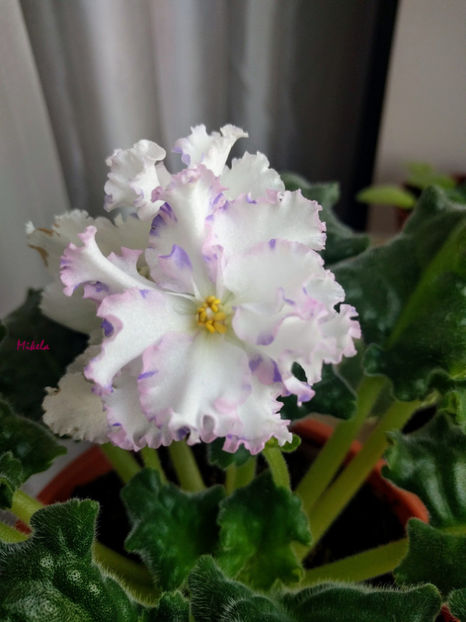  - RS-Diadema planta 2
