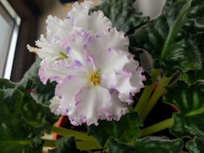  - RS-Diadema planta 2