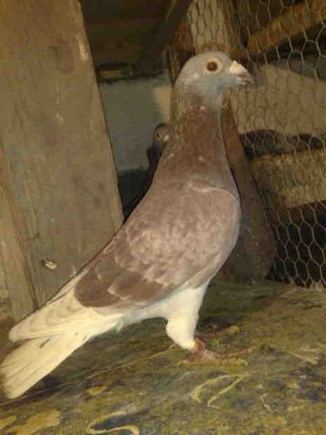  - Porumbei pentru fond si maraton-FABRI-KUIPERS-AARDEN-WANROY