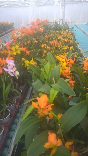 IMG-20190310-WA0000 - 0 Orhidee Cattleya  propuse spre vanzare