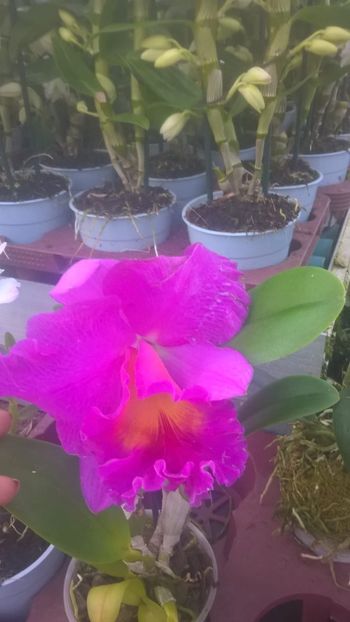 IMG-20190310-WA0001 - 0 Orhidee Cattleya  propuse spre vanzare