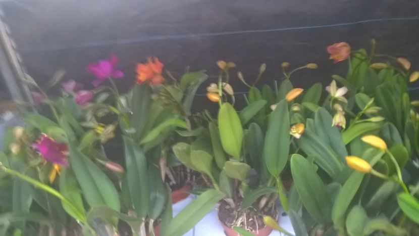 IMG-20190310-WA0014 - 0 Orhidee Cattleya  propuse spre vanzare