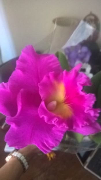 IMG-20190310-WA0015 - 0 Orhidee Cattleya  propuse spre vanzare