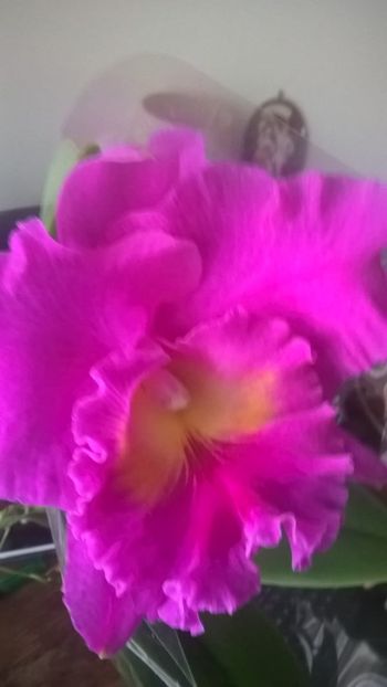 IMG-20190310-WA0016 - 0 Orhidee Cattleya  propuse spre vanzare