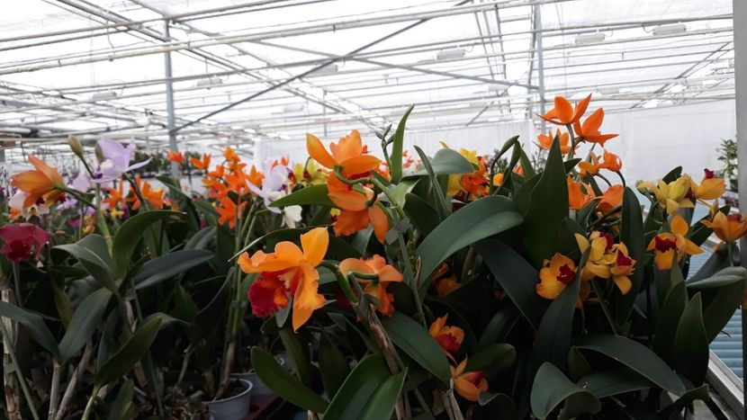 IMG-20190310-WA0018 - 0 Orhidee Cattleya  propuse spre vanzare