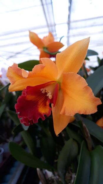 IMG-20190310-WA0024 - 0 Orhidee Cattleya  propuse spre vanzare