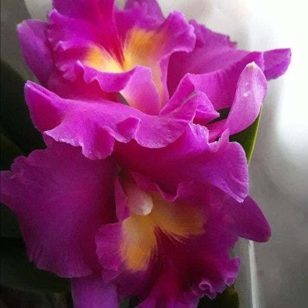 IMG-20190310-WA0032 - 0 Orhidee Cattleya  propuse spre vanzare