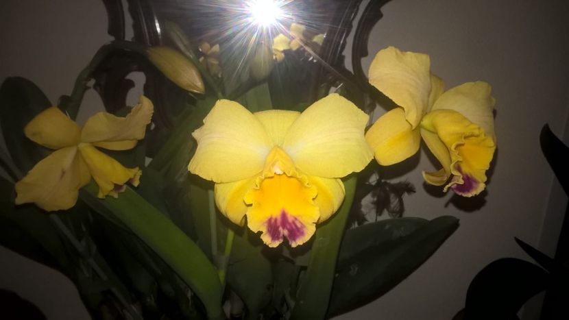 IMG-20190310-WA0033 - 0 Orhidee Cattleya  propuse spre vanzare