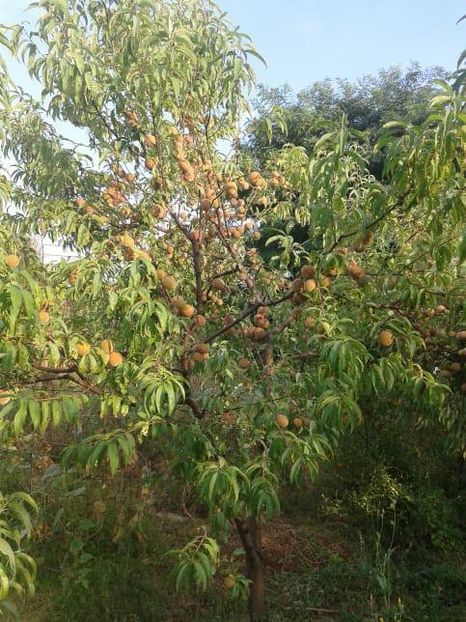  - Piersici - soiuri locale si altele