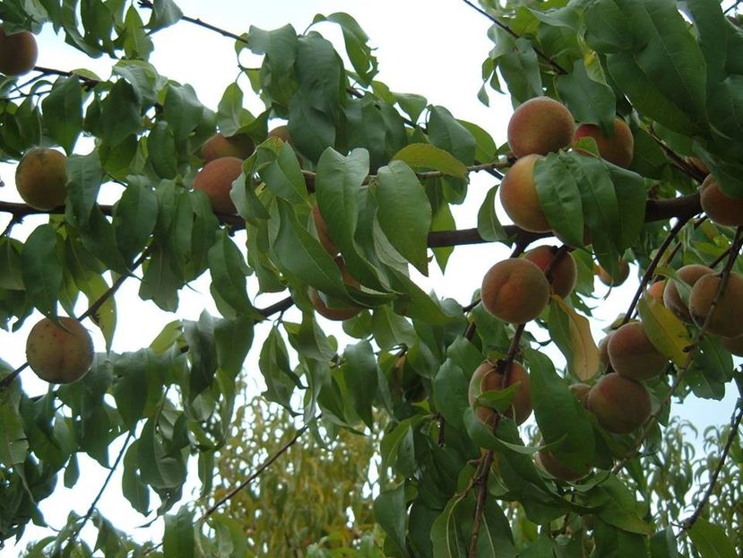  - Piersici - soiuri locale si altele