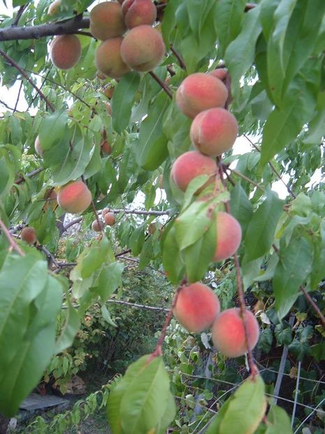  - Piersici - soiuri locale si altele