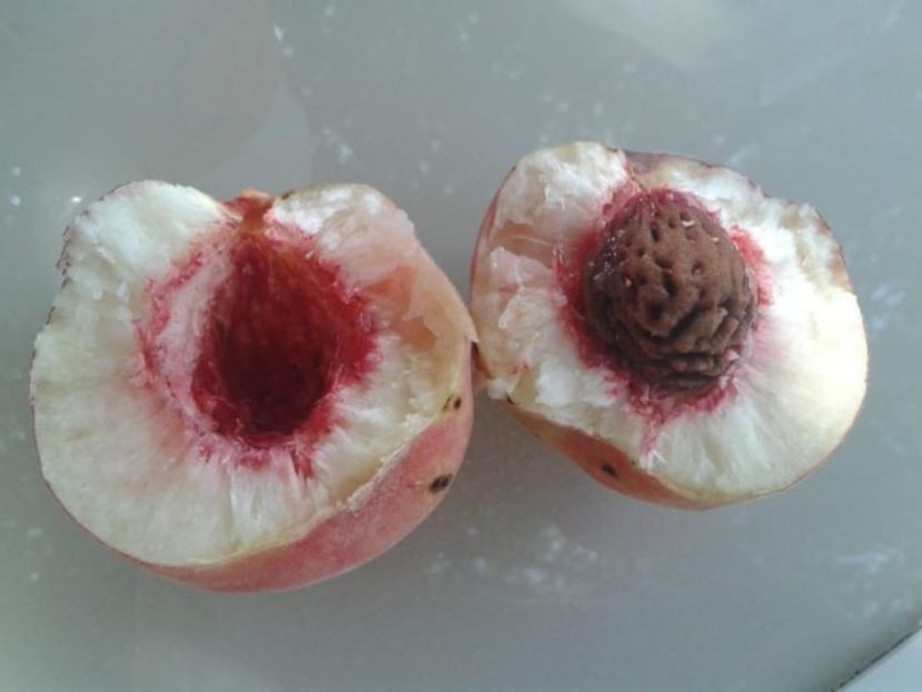  - Piersici - soiuri locale si altele