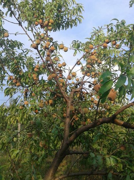  - Piersici - soiuri locale si altele