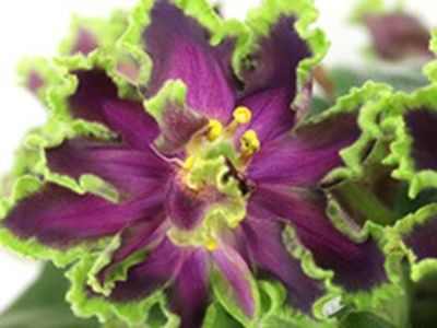 AV FLIGHT VALKYRIE - poze de pe net