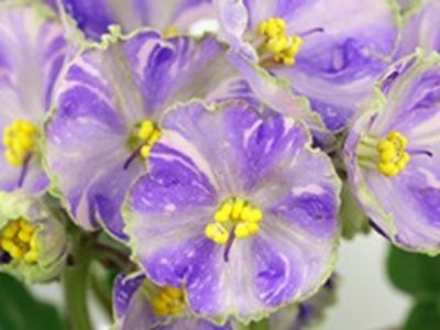 AB PSYCHEDELIC - poze de pe net