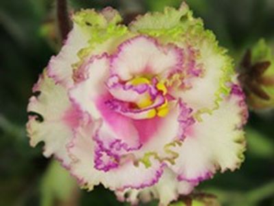 AB LITTLE PRINCESS - poze de pe net