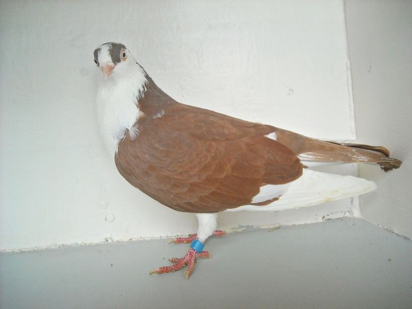  - PORUMBEI CARE MI AU APARTINUT