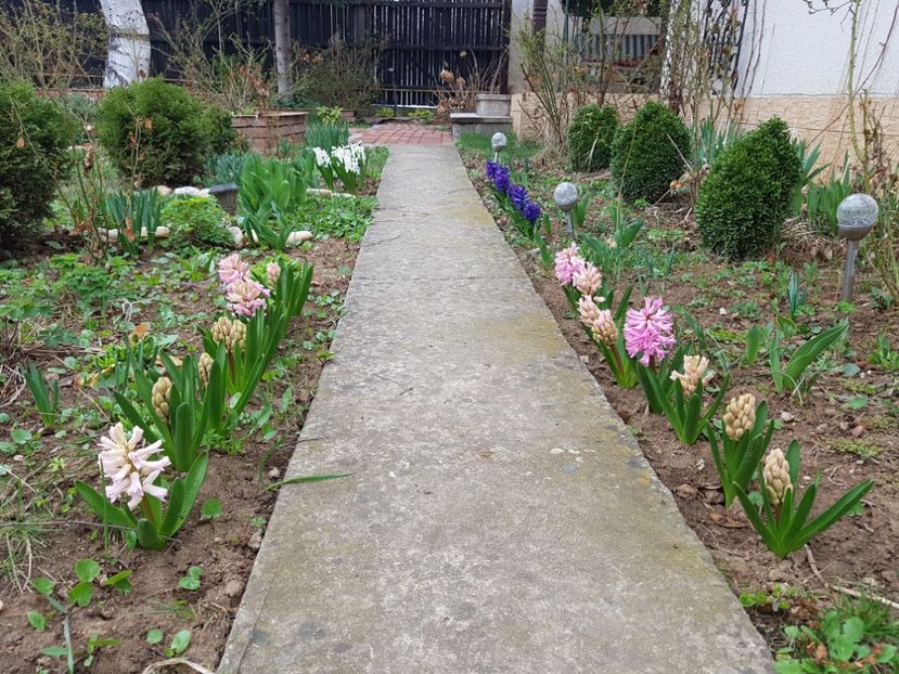 China Pink si Pearl Pink - 2019 Martie _Helleborus