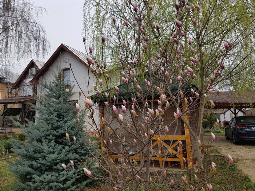 Magnolia Soulangeana - 2019 Martie _Helleborus