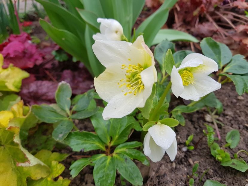 Helleborus cristal snow - 2019 Martie _Helleborus