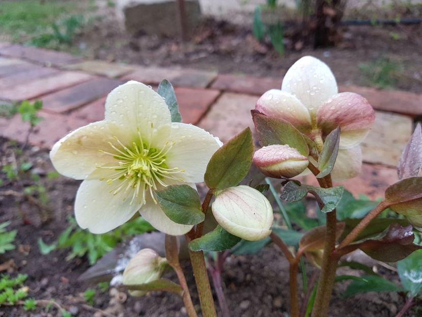 Helleborus Candy Love - 2019 Martie _Helleborus