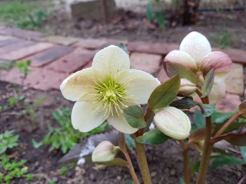 Helleborus Candy Love - 2019 Martie _Helleborus