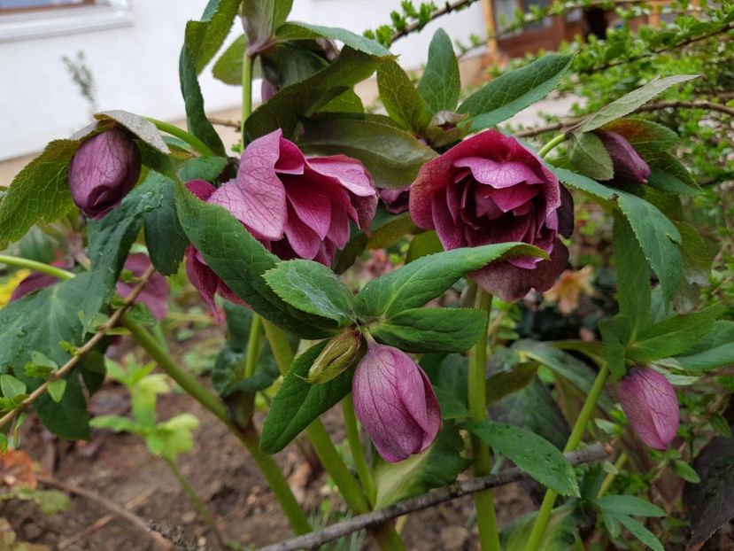 Double Red Ellen - 2019 Martie _Helleborus