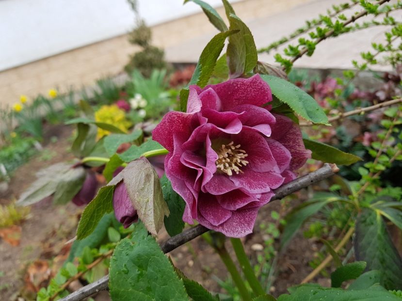 Double Red Ellen - 2019 Martie _Helleborus