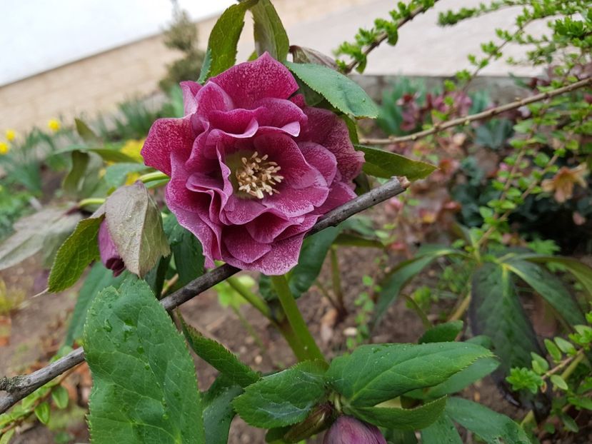 Double Red Ellen - 2019 Martie _Helleborus