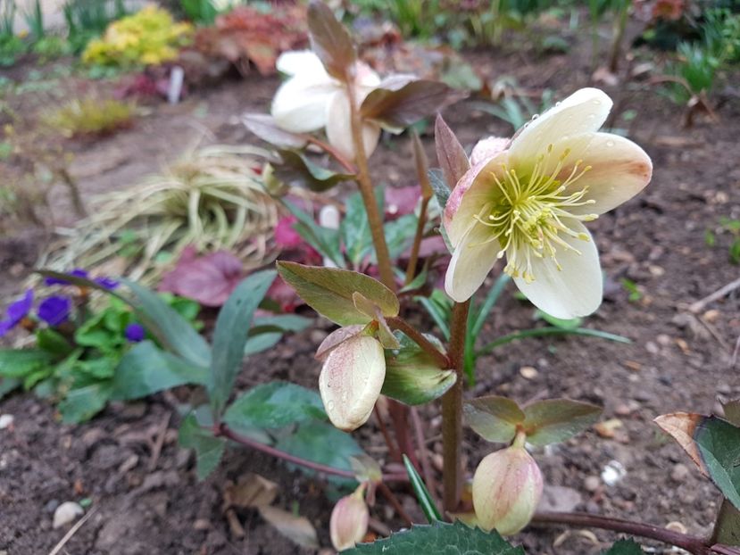 Candy Love - 2019 Martie _Helleborus