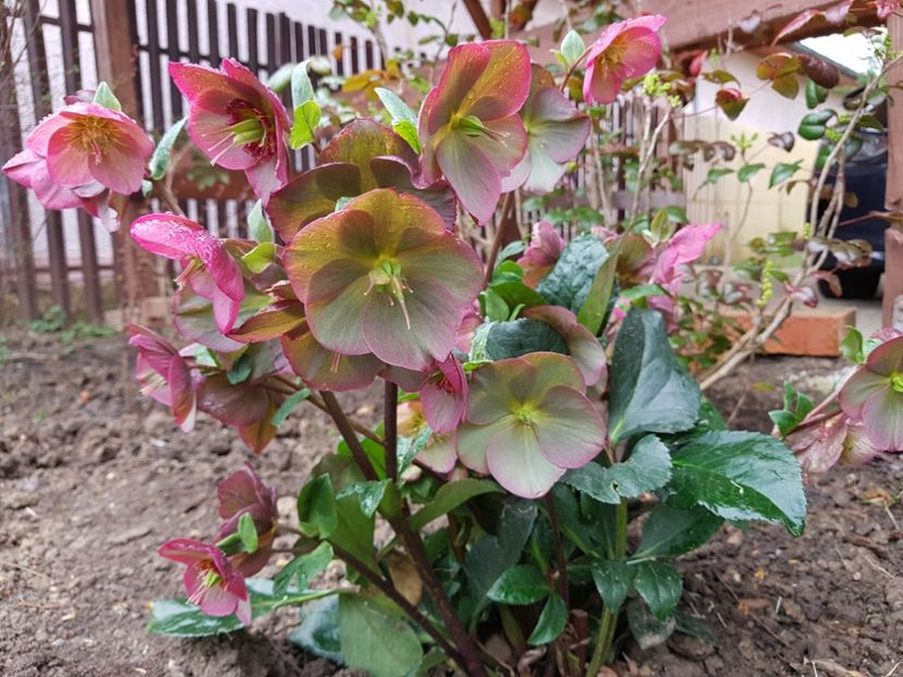 Ice N Rose - 2019 Martie _Helleborus