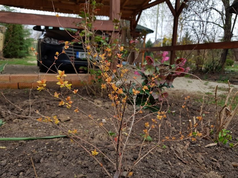 Spireea goldflame - 2019 Martie _Helleborus