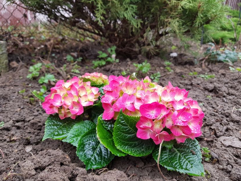 Hortensia macrofila red - 2019 Martie _Helleborus