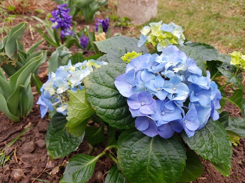 Hortensia macrofila blue - 2019 Martie _Helleborus