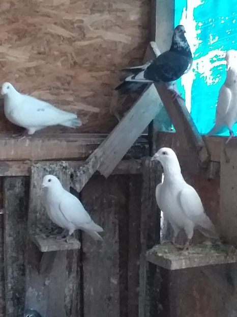 IMG-20190317-WA0005 - Martie 2019