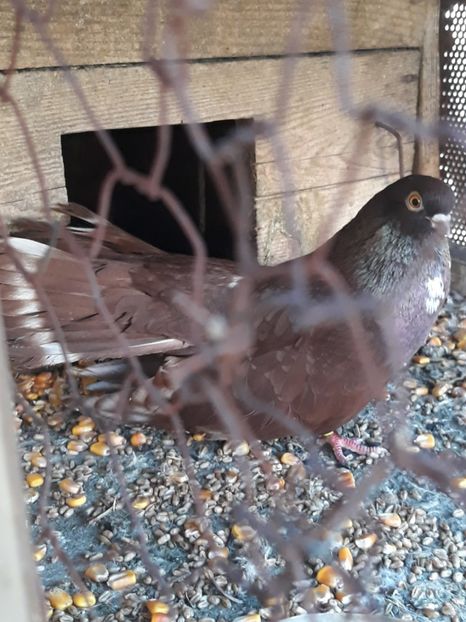  - Castanii  de Craiova